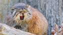 Animals angry wildcat manul wallpaper