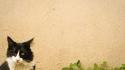 Black white cats yellow eyes wallpaper