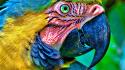 Blue nature yellow birds parrots macaw wallpaper