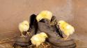 Boots chickens chicks (chickens) baby birds wallpaper