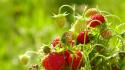 Green nature fruits strawberries wallpaper