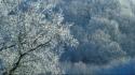Ice nature winter trees tennessee covered wallpaper