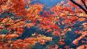 Japan autumn (season) leaves wallpaper