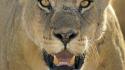 Nature animals african lions tanzania national park serengeti wallpaper