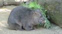 Nature animals australia wombat wallpaper