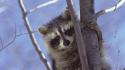 Nature animals curious raccoons wallpaper
