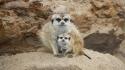 Nature animals mother meerkats baby wallpaper