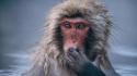 Nature animals snow monkey japanese macaque wallpaper