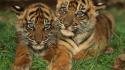 Nature animals tigers grass cubs baby wallpaper