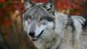 Nature autumn (season) animals gray wolf wolves wallpaper