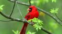 Nature birds animals northern cardinal wallpaper