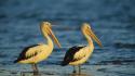 Nature birds animals sydney australia australian pelican sea wallpaper