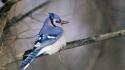 Nature birds blue jay wallpaper