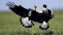 Nature birds fighting animals venezuela falcon bird wallpaper