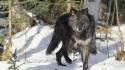 Nature black animals montana gray wolf wolves wallpaper
