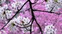 Nature cherry blossoms trees spring (season) wallpaper