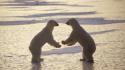 Nature fighting animals canada polar bears wallpaper