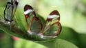Nature glasswing butterfly butterflies wallpaper