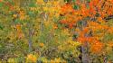 Nature trees autumn (season) california aspen wallpaper