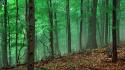Nature trees dawn forest tennessee wallpaper