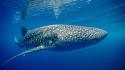 Ocean nature whale shark spotted underwater wallpaper