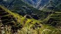 Rice philippines asia ancient terraces wallpaper