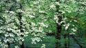 Tennessee national park great smoky mountains dogwood wallpaper