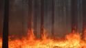 Trees forest fire burning wallpaper
