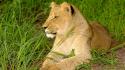 Animals africa lions safari wallpaper