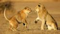 Animals africa lions wallpaper