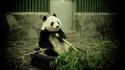 Animals bamboo panda bears wallpaper