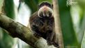 Animals beard monkeys tamarin wallpaper