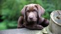 Animals dogs pets wallpaper