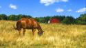 Animals fields horses barn wallpaper