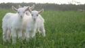 Animals goats baby wallpaper