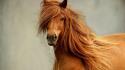 Animals horses sarah jessica parker wallpaper