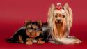 Animals yorkshire terrier wallpaper