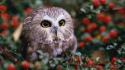 Bokeh owls berries baby birds wallpaper