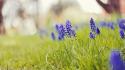 Nature flowers grass depth of field blue hyacinths wallpaper