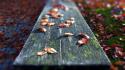 Nature leaves bench autumn wallpaper