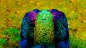 Nature multicolor birds feathers peacocks blurred background wallpaper
