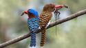 Prey kingfisher branches birds wallpaper