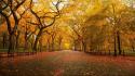 Trees autumn (season) yellow orange parks view wallpaper