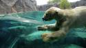 Water ice animals zoo underwater polar bears split-view wallpaper