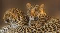 Animals leopards wallpaper