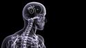Brain skeletons digital art x-ray black background wallpaper