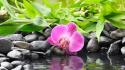 Flowers pebbles reflections orchids wallpaper