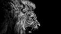 Grayscale yellow eyes lions selective coloring roar wallpaper