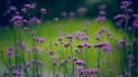 Nature flowers depth of field purple wallpaper