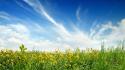 Nature flowers grass fields meadow meadows skyscapes wallpaper